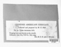 Usnea trichodea image